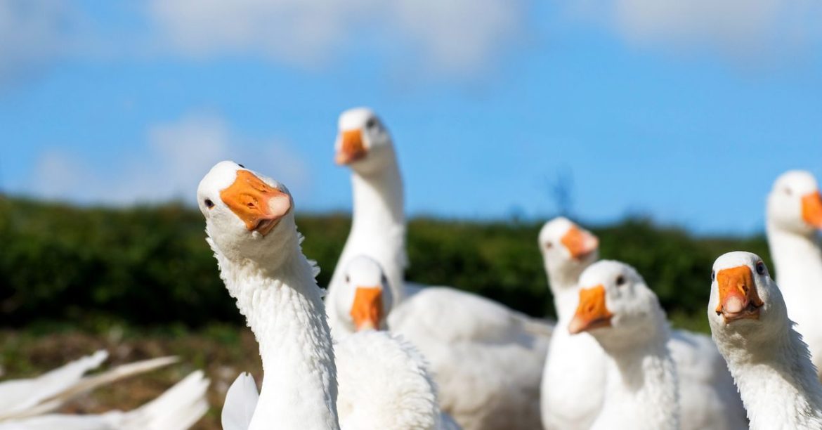 Goose, a New Gay Dating App, Appears to Be a Psyop